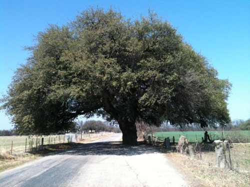 Matrimonial Oak-2011